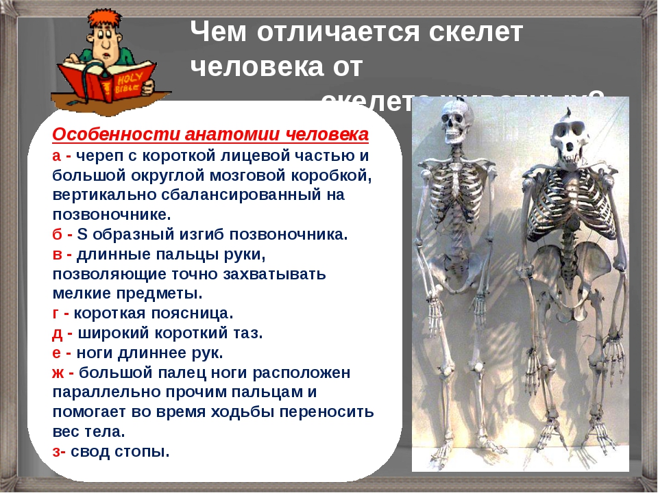 Особенности формы скелета. Отличия скелет человека. Отличие скелета человека от животных. Различия скелетов человека и животных. Какие особенности строения скелета характерны для человека.