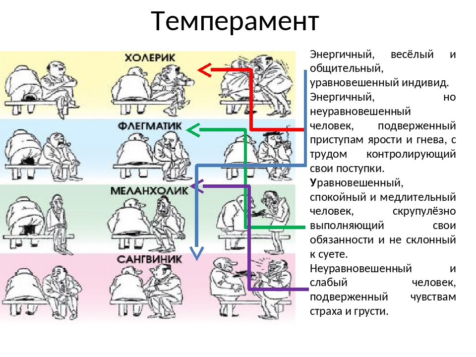 3 холерик. Темперамент. Темперамент человека. Типы темперамента. Типы личности сангвиник.