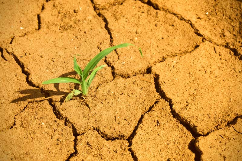 Plant in the desert