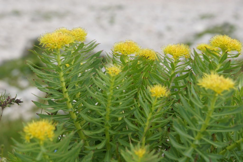 Rhodiola is an example of a nootropic that is both herbal and adaptogen in nature. By Benjamin Zwittnig [CC BY 2.5 si], via Wikimedia Commons